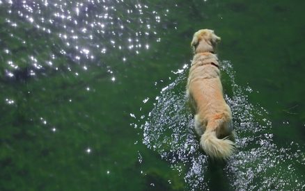 A beautiful Golden Retriever swimming in a small, sparkling stream